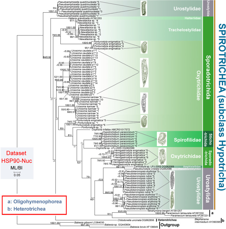 Assessing the utility of Hsp90 gene for inferring evolutionary relationships within the ciliate subclass Hypotricha (Protista, Ciliophora).