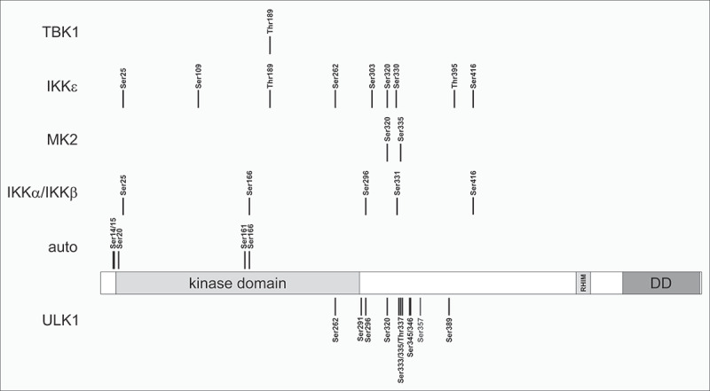 The phospho-barcode of RIPK1: complementarity or redundancy?