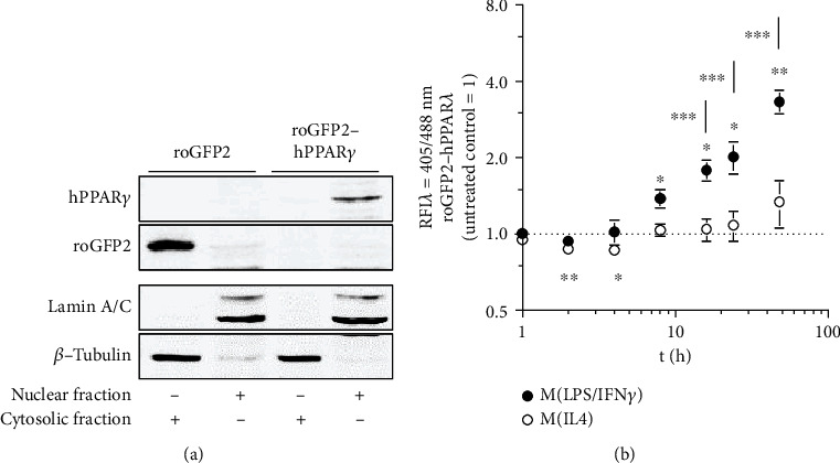 Redox Regulation of PPAR<i>γ</i> in Polarized Macrophages.