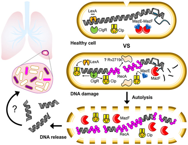 Delving Into the Functional Meaning of Phenotypic Variation in Mycobacterial Persistence: Who Benefits the Most From Programmed Death of Individual Cells?