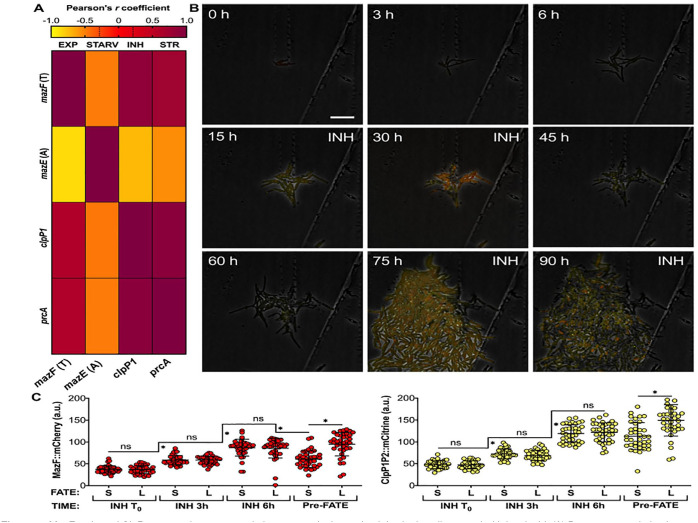 Delving Into the Functional Meaning of Phenotypic Variation in Mycobacterial Persistence: Who Benefits the Most From Programmed Death of Individual Cells?