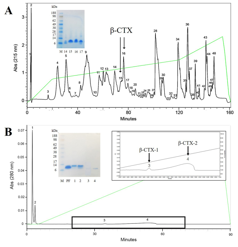 Suppression of cardiomyocyte functions by β-CTX isolated from the Thai king cobra (<i>Ophiophagus hannah</i>) venom via an alternative method.