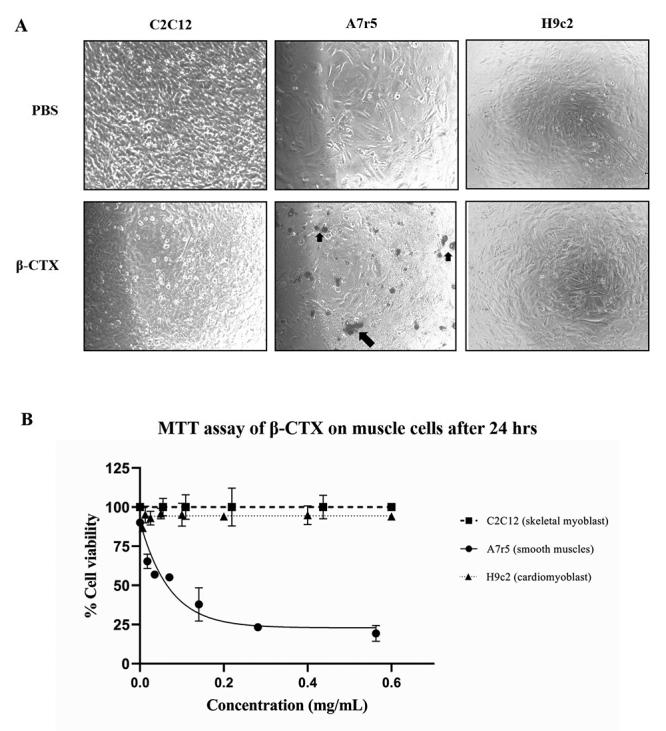 Suppression of cardiomyocyte functions by β-CTX isolated from the Thai king cobra (<i>Ophiophagus hannah</i>) venom via an alternative method.