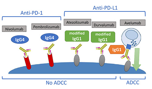 Are anti-PD1 and anti-PD-L1 alike? The non-small-cell lung cancer paradigm.