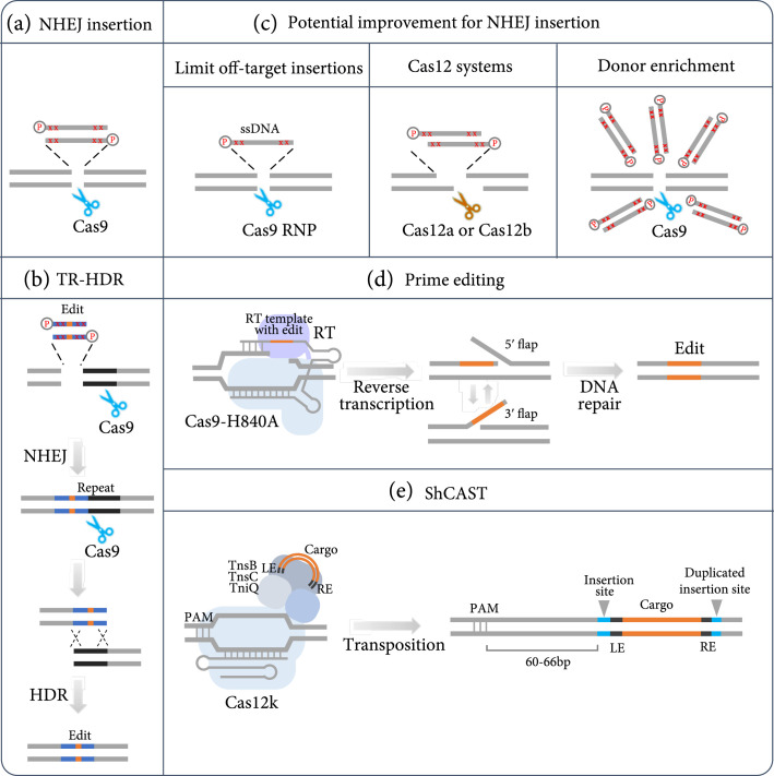 Diverse Systems for Efficient Sequence Insertion and Replacement in Precise Plant Genome Editing.