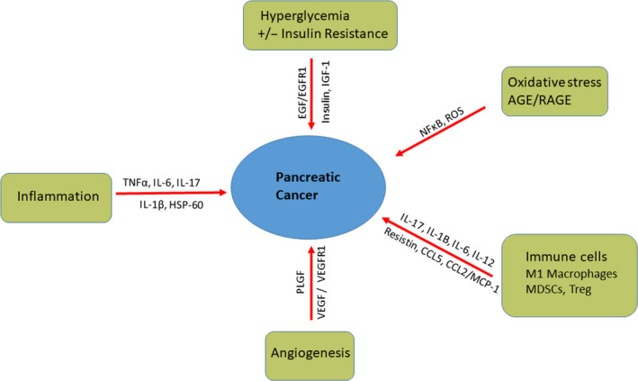 The Impact of obesity and diabetes mellitus on pancreatic cancer: Molecular mechanisms and clinical perspectives.