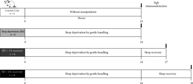 Sleep Recovery Restored Neuroglobin Immunoreactivity in Rat LDTg-PPTg Nuclei.