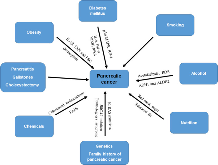 The Impact of obesity and diabetes mellitus on pancreatic cancer: Molecular mechanisms and clinical perspectives.