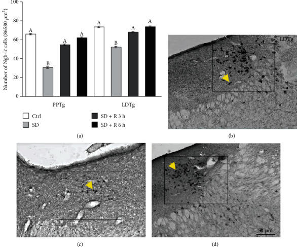 Sleep Recovery Restored Neuroglobin Immunoreactivity in Rat LDTg-PPTg Nuclei.