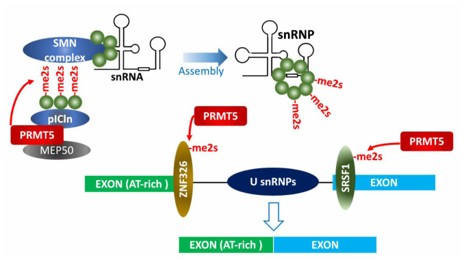 PRMT5 function and targeting in cancer.