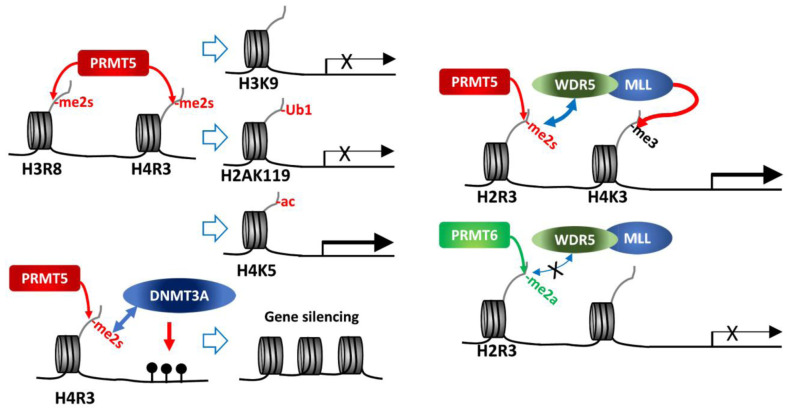 PRMT5 function and targeting in cancer.