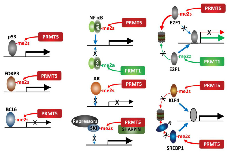 PRMT5 function and targeting in cancer.