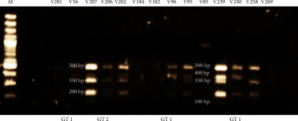 Prevalence of Genotypes and Subtypes of <i>Gardnerella vaginalis</i> in South African Pregnant Women.