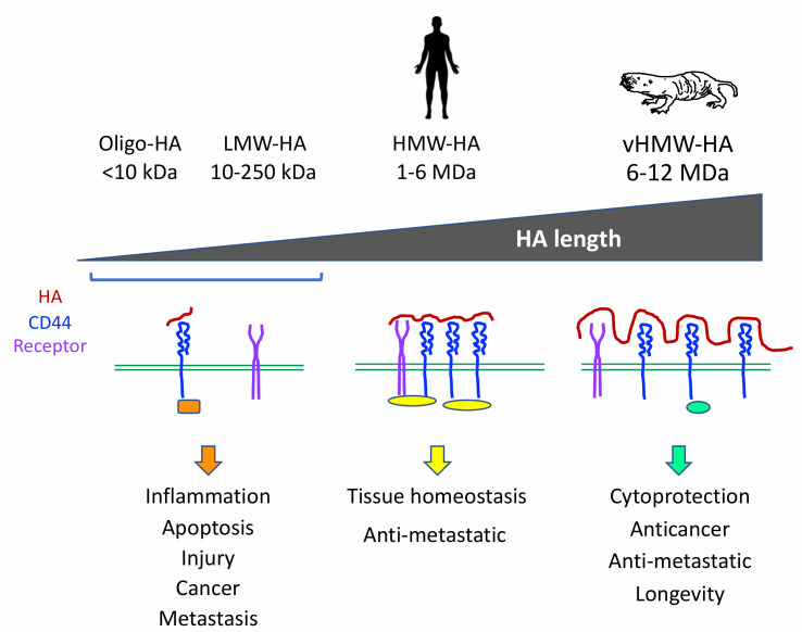 Hyaluronan goes to great length.