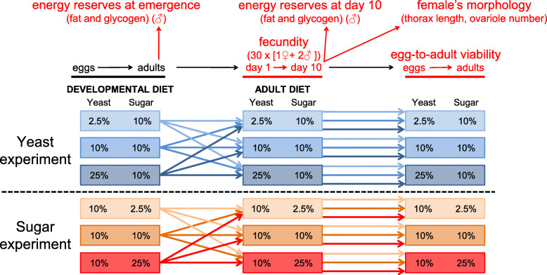 The influence of developmental diet on reproduction and metabolism in Drosophila.