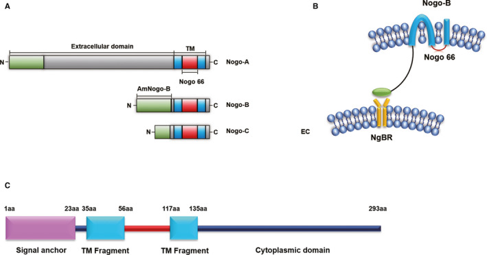 Research advances on neurite outgrowth inhibitor B receptor.