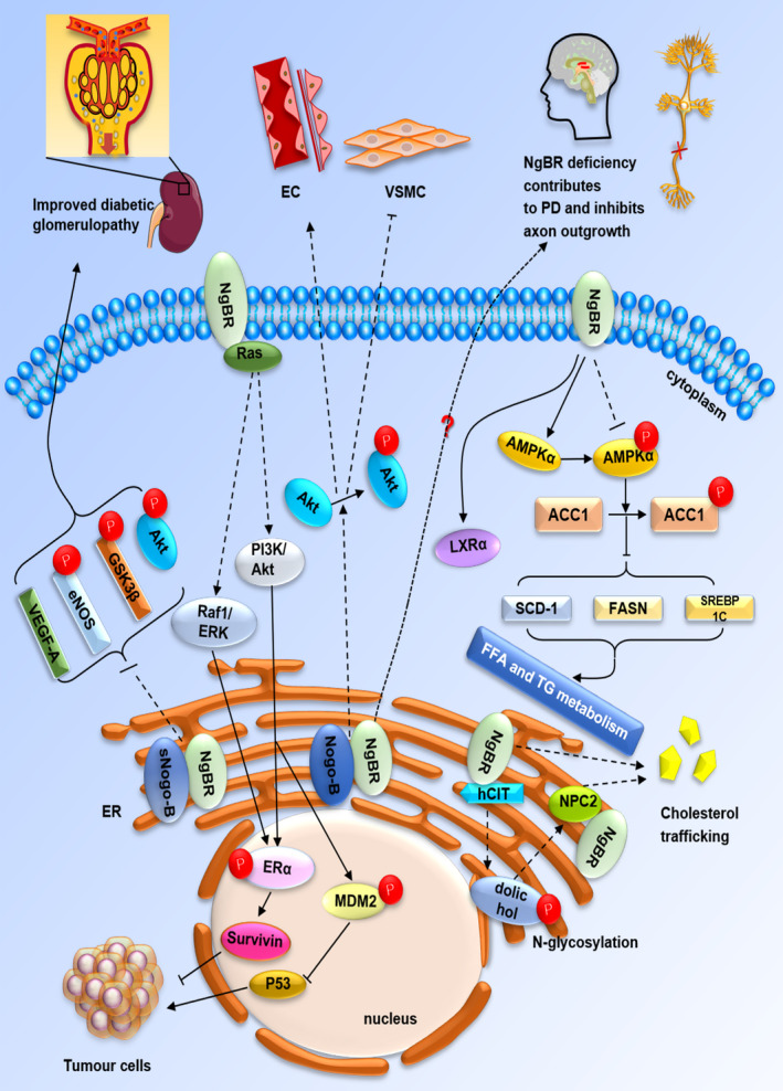 Research advances on neurite outgrowth inhibitor B receptor.