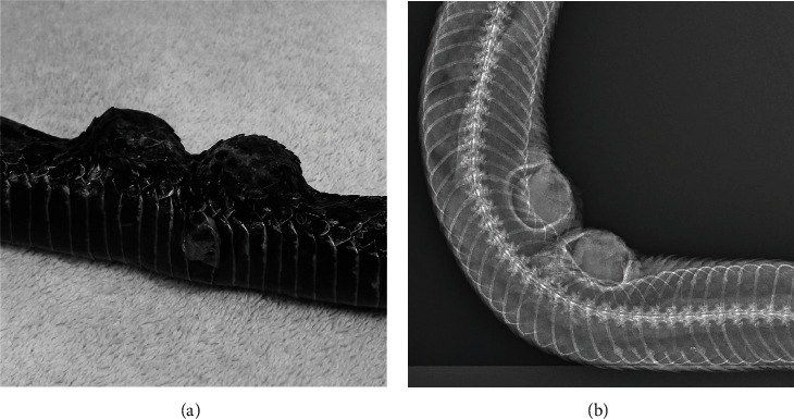 The Use of Self-Inflating Hygroscopic Tissue Expanders to Facilitate Osteosarcoma Removal in a Massasauga Rattlesnake (<i>Sistrurus catenatus</i>).