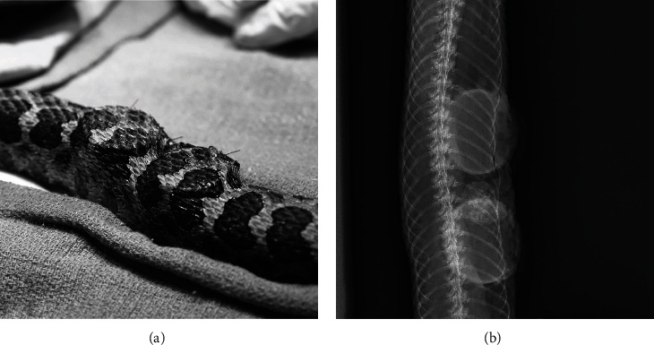 The Use of Self-Inflating Hygroscopic Tissue Expanders to Facilitate Osteosarcoma Removal in a Massasauga Rattlesnake (<i>Sistrurus catenatus</i>).