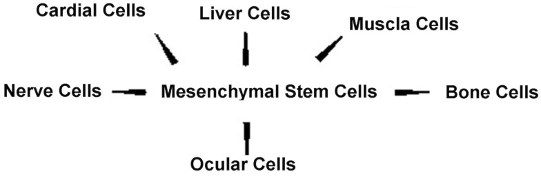 An Overview on Mesenchymal Stem Cells Derived from Extraembryonic Tissues: Supplement Sources and Isolation Methods.