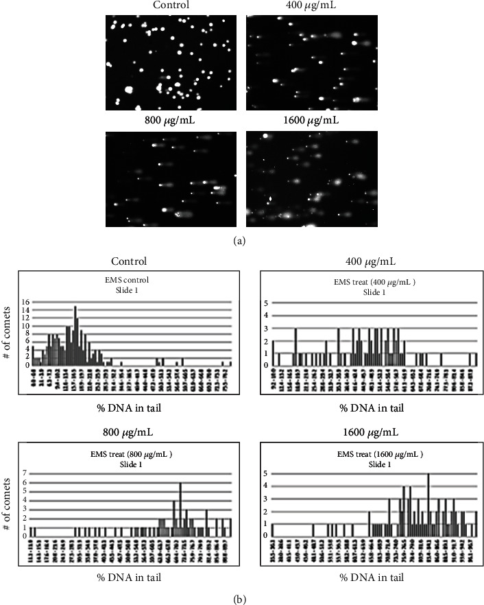 Genotoxic Effects of Etoposide, Bleomycin, and Ethyl Methanesulfonate on Cultured CHO Cells: Analysis by GC-MS/MS and Comet Assay.