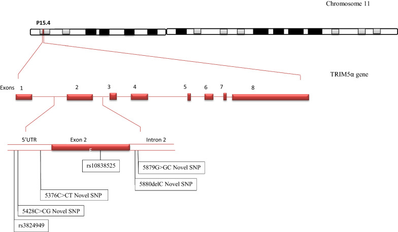 Variations in Trim5α and Cyclophilin A genes among HIV-1 elite controllers and non controllers in Uganda: a laboratory-based cross-sectional study.