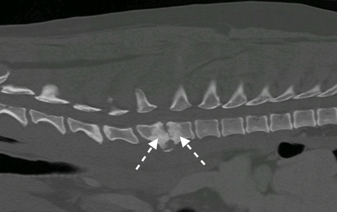 C-reactive protein in dogs with suspected bacterial diskospondylitis: 16 cases (2010-2019).