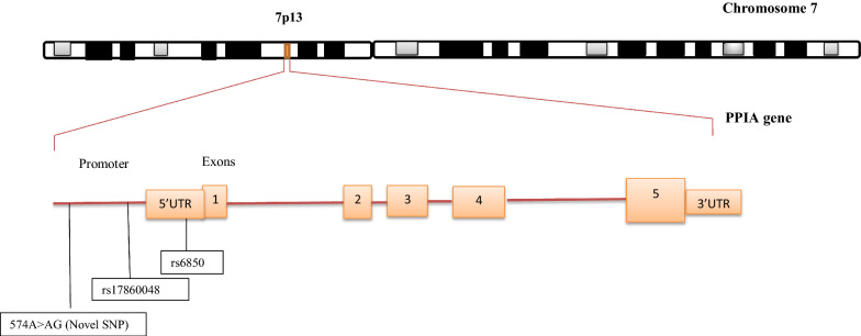 Variations in Trim5α and Cyclophilin A genes among HIV-1 elite controllers and non controllers in Uganda: a laboratory-based cross-sectional study.