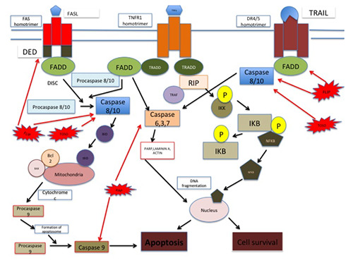 Apoptosis and genes involved in oral cancer - a comprehensive review.