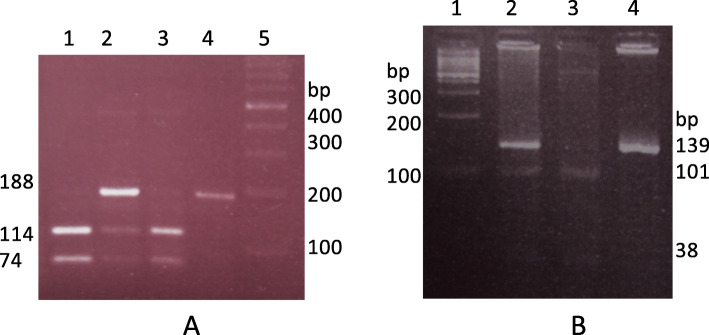 Association of MUC1 5640G>A and PSCA 5057C>T polymorphisms with the risk of gastric cancer in Northern Iran.