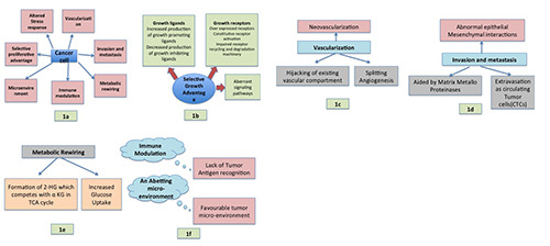 Apoptosis and genes involved in oral cancer - a comprehensive review.