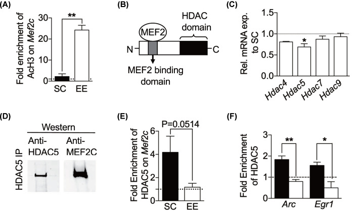 MEF2C and HDAC5 regulate <i>Egr1</i> and <i>Arc</i> genes to increase dendritic spine density and complexity in early enriched environment.