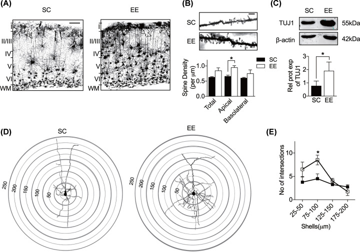 MEF2C and HDAC5 regulate <i>Egr1</i> and <i>Arc</i> genes to increase dendritic spine density and complexity in early enriched environment.