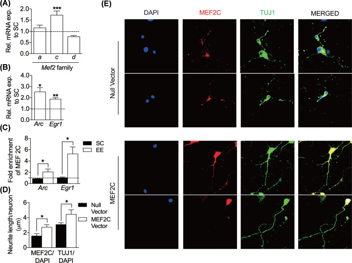 MEF2C and HDAC5 regulate <i>Egr1</i> and <i>Arc</i> genes to increase dendritic spine density and complexity in early enriched environment.