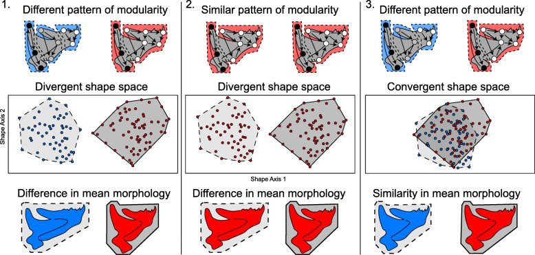 Ecomorphological divergence and habitat lability in the context of robust patterns of modularity in the cichlid feeding apparatus.