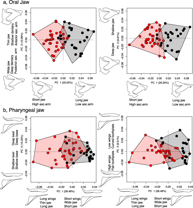 Ecomorphological divergence and habitat lability in the context of robust patterns of modularity in the cichlid feeding apparatus.