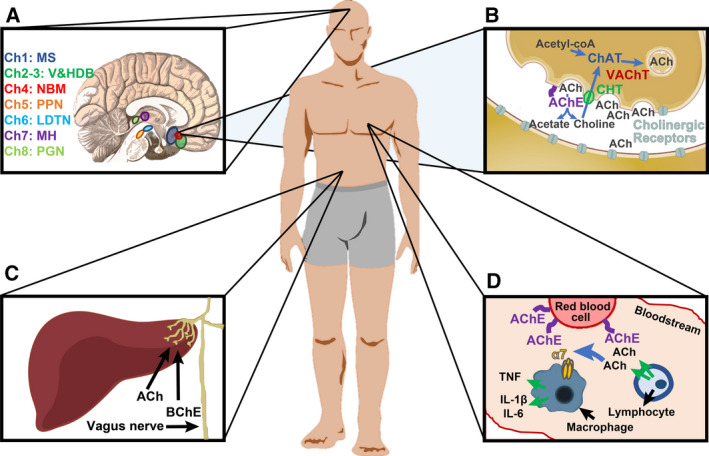 Cholino-ncRNAs modulate sex-specific- and age-related acetylcholine signals.