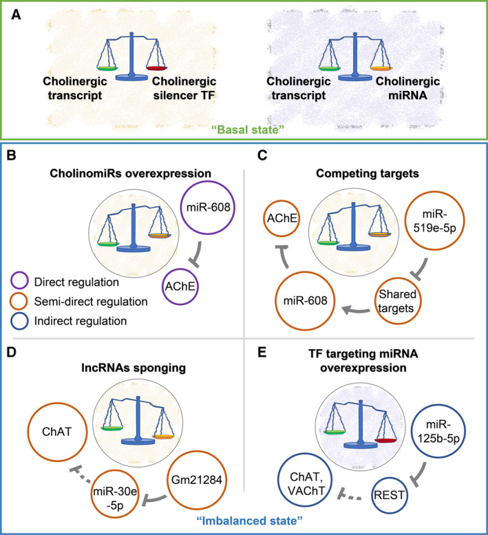 Cholino-ncRNAs modulate sex-specific- and age-related acetylcholine signals.