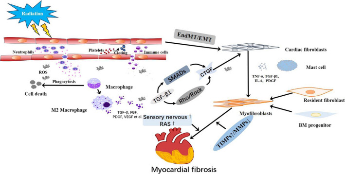 Radiation-induced myocardial fibrosis: Mechanisms underlying its pathogenesis and therapeutic strategies.