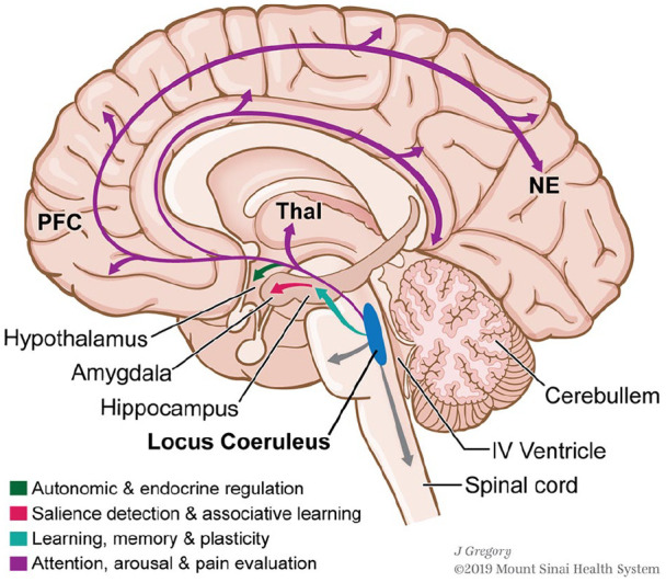 The role of the locus coeruleus in the generation of pathological anxiety.