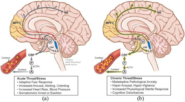 The role of the locus coeruleus in the generation of pathological anxiety.