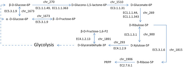 Complete Genome and Comparative Genome Analysis of <i>Lactobacillus reuteri</i> YSJL-12, a Potential Probiotics Strain Isolated From Healthy Sow Fresh Feces.