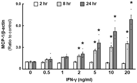 STAT1 regulates interferon-γ-induced angiotensinogen and MCP-1 expression in a bidirectional manner in primary cultured mesangial cells.