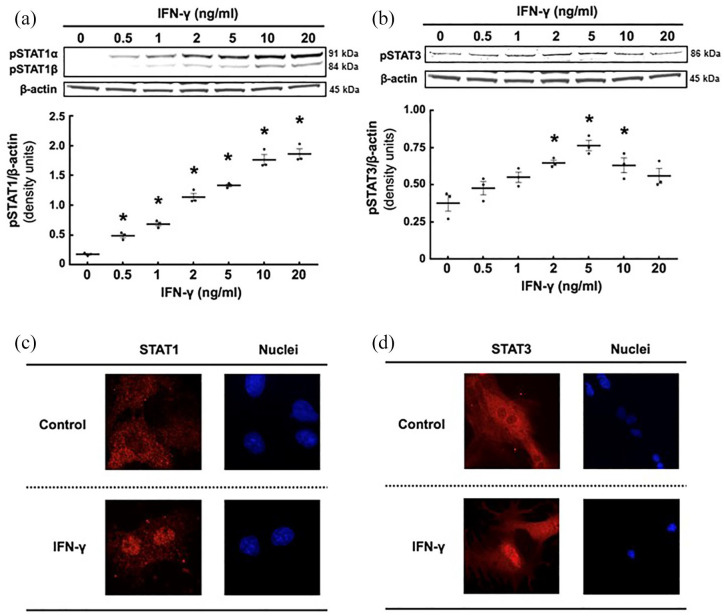 STAT1 regulates interferon-γ-induced angiotensinogen and MCP-1 expression in a bidirectional manner in primary cultured mesangial cells.