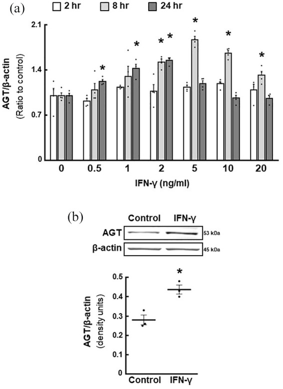 STAT1 regulates interferon-γ-induced angiotensinogen and MCP-1 expression in a bidirectional manner in primary cultured mesangial cells.