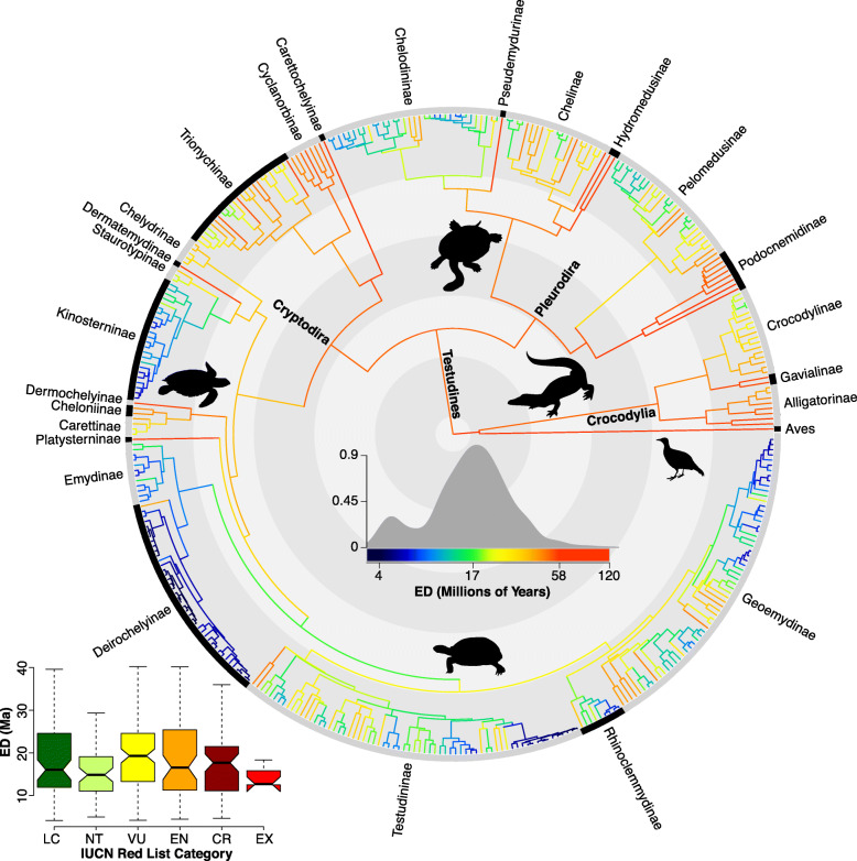 Phylogenetic and spatial distribution of evolutionary diversification, isolation, and threat in turtles and crocodilians (non-avian archosauromorphs).