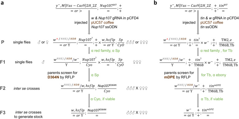 Efficient In Vivo Introduction of Point Mutations Using ssODN and a Co-CRISPR Approach.