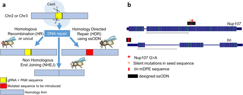 Efficient In Vivo Introduction of Point Mutations Using ssODN and a Co-CRISPR Approach.