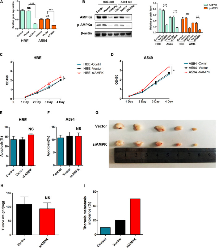 Low levels of AMPK promote epithelial-mesenchymal transition in lung cancer primarily through HDAC4- and HDAC5-mediated metabolic reprogramming.