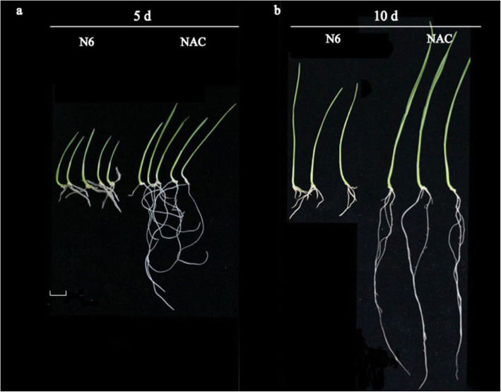 Transcriptome analysis of activated charcoal-induced growth promotion of wheat seedlings in tissue culture.